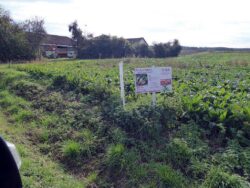 Thema Zucherrüben - Achtung: Einsatz von hochgiftigen Neonicotinoide