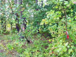 Fränkische Mehlbeere. Foto: Wolf-Dietrich Schröber