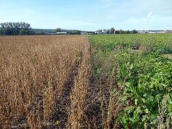 Fehlender Abstand und Abschwemmungen zum Nachbaracker. Foto: W-D. Schröber