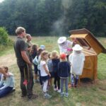 Blick ins Bienenvolk